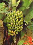Cluster of bananas